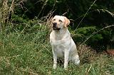LABRADOR 1258